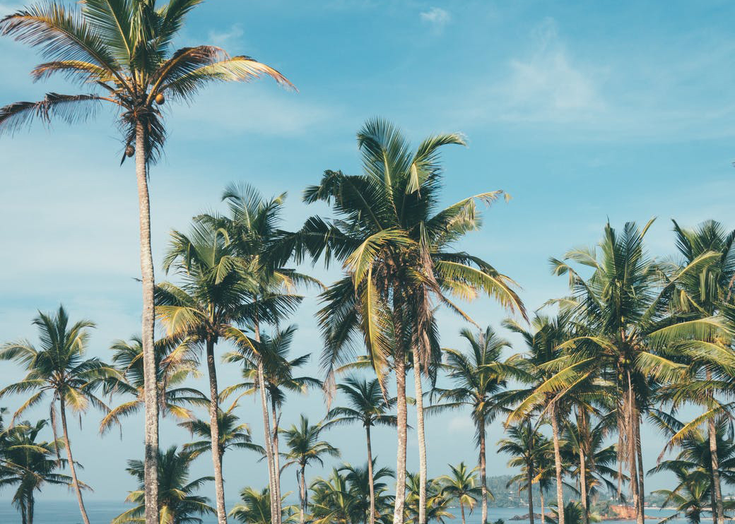 Eskimo tussen de palmbomen